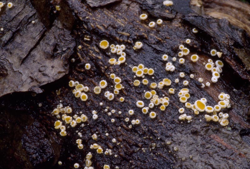Capitotricha bicolor